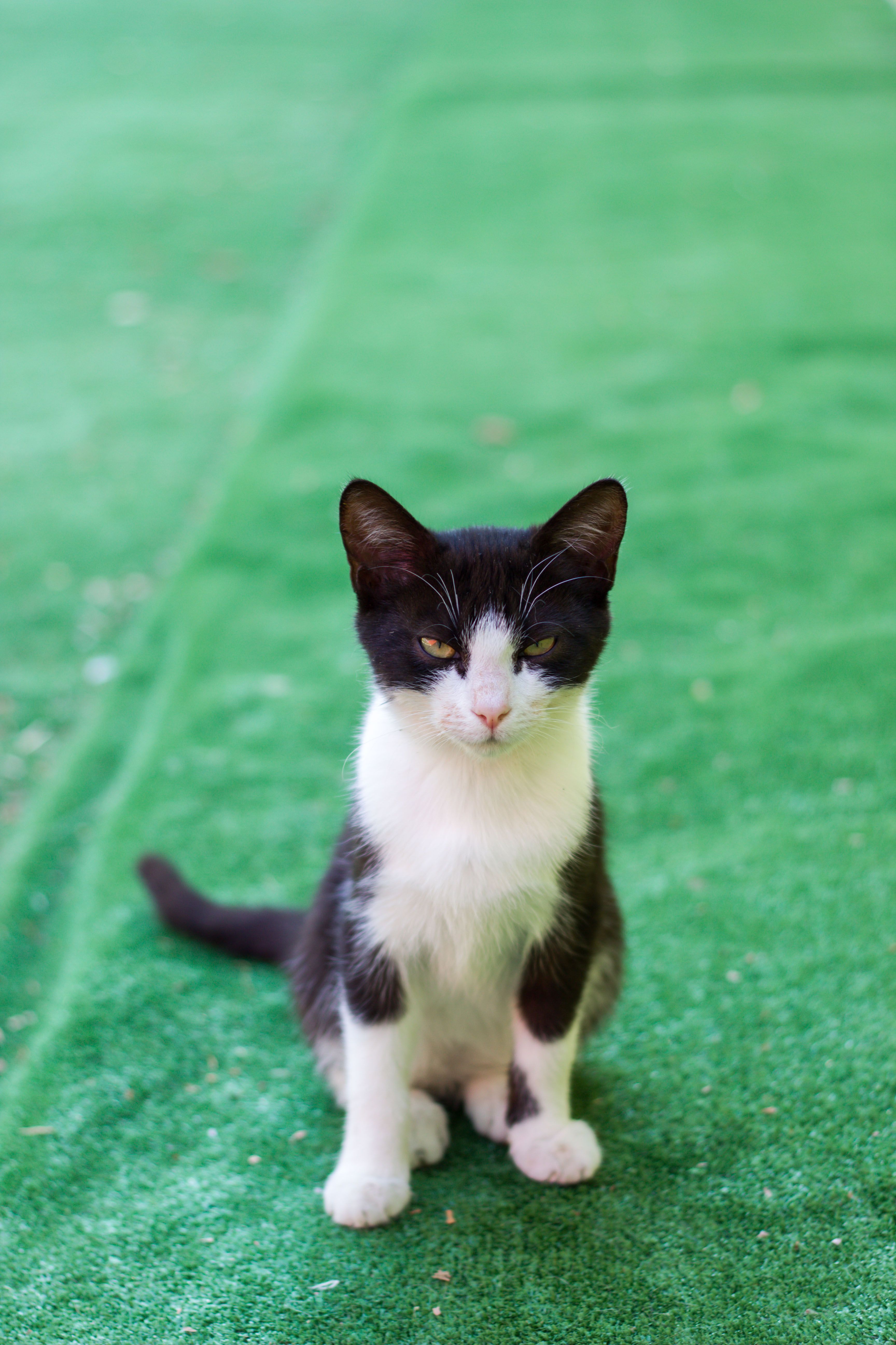 A black and white cat sitting on green grass · Free Stock Photo