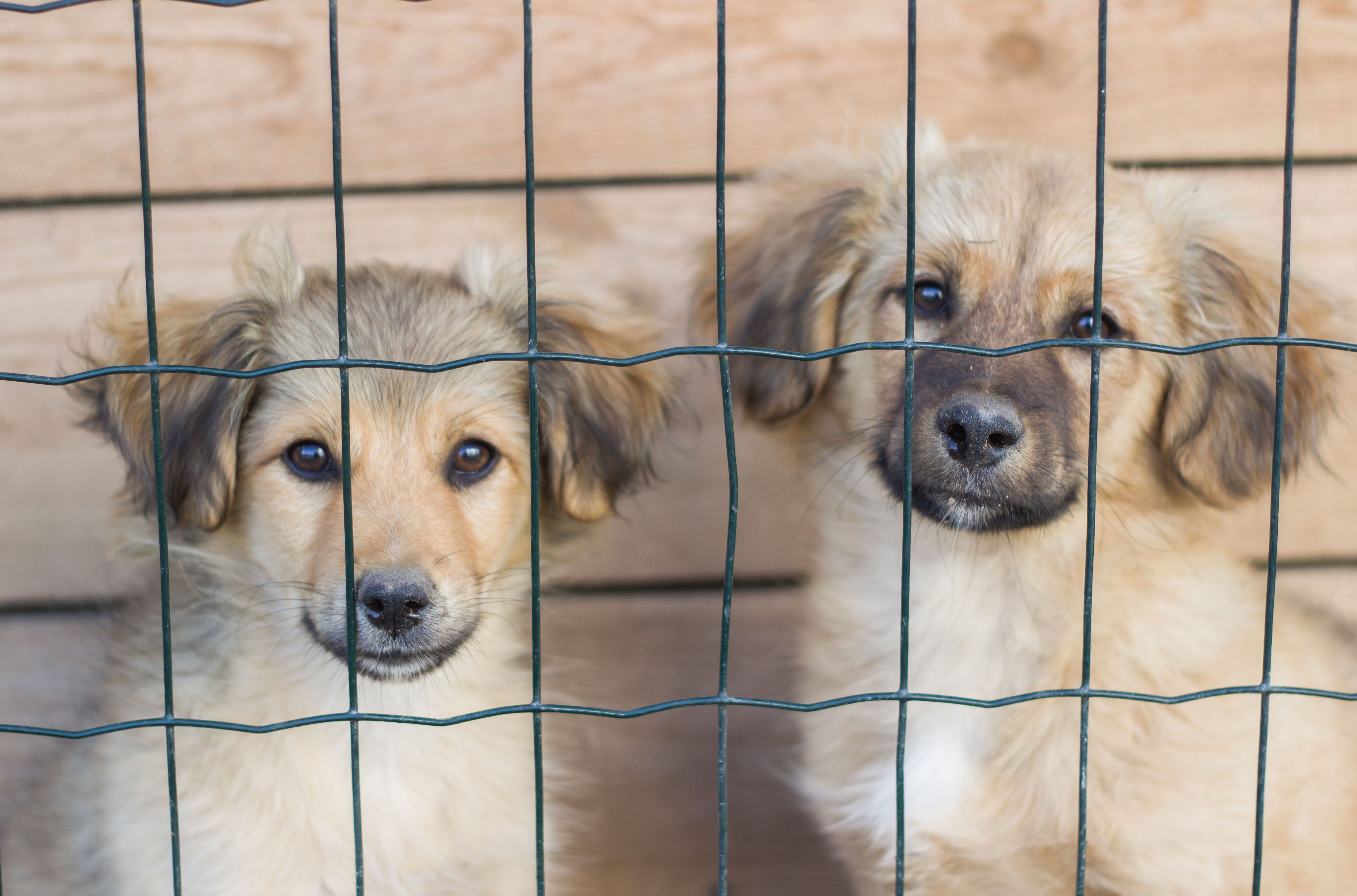 Cheap Dogs For Sale In Amarillo: Responsible Buying Guide
