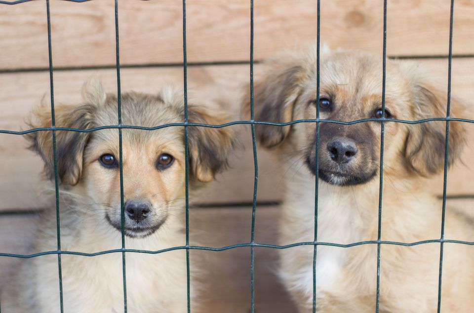 I Want to Adopt a Puppy!