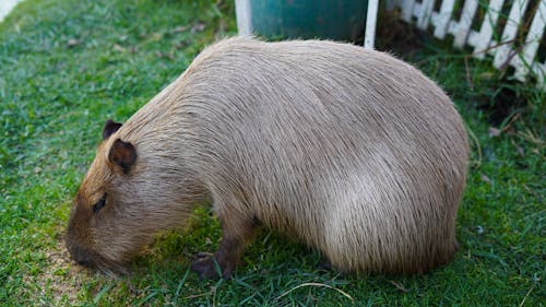 Foto stok gratis alam, capybara, di penangkaran