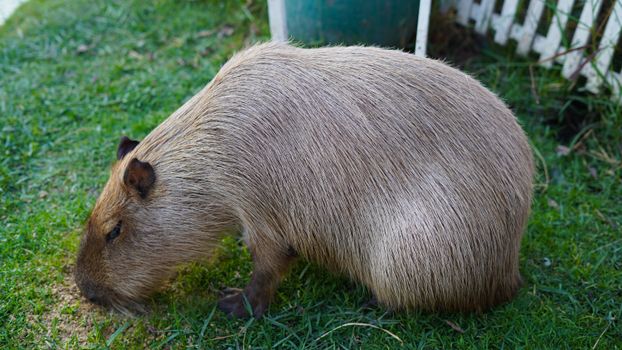 Side view of a capybara grazing on green grass in a natural setting in Thailand.