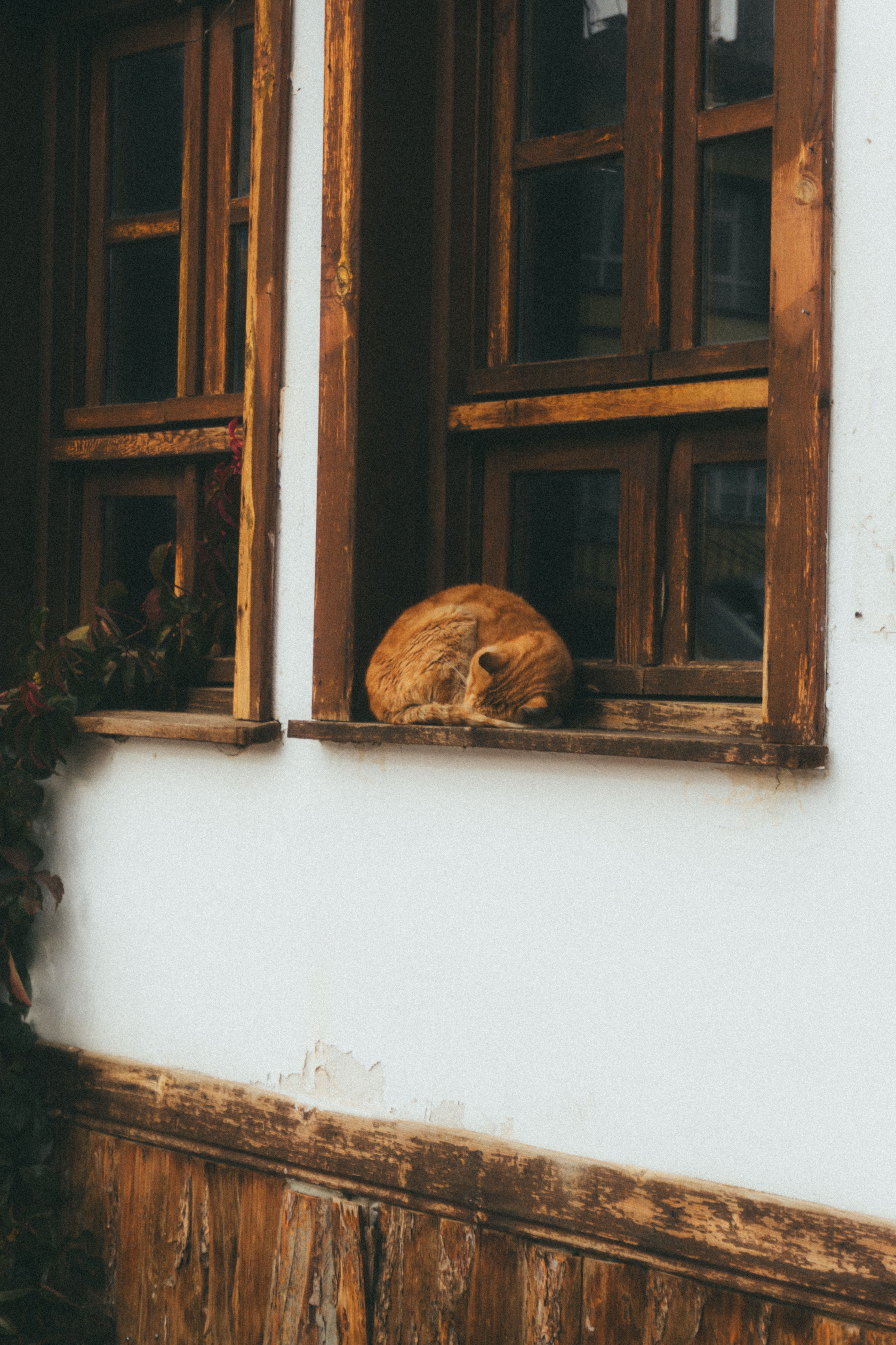 Ginger Cat Sleeping on Windowsill · Free Stock Photo