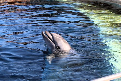 Free A playful bottlenose dolphin swimming in a zoo aquarium displaying a joyful demeanor. Stock Photo