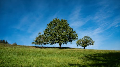 ağaçlar, alan, arazi içeren Ücretsiz stok fotoğraf