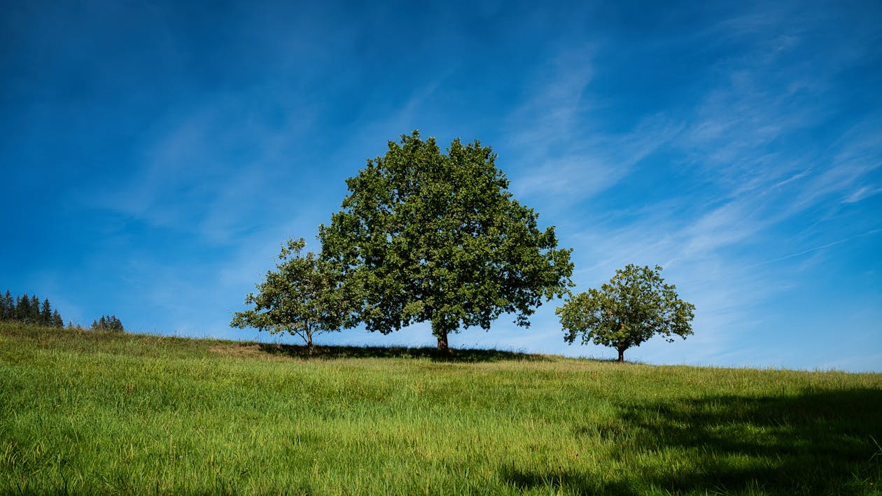景觀, 樹木, 田 的 免費圖庫相片