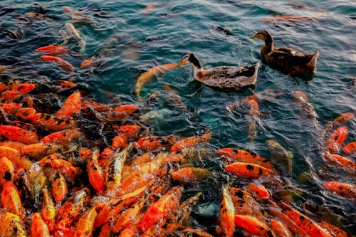 Fischschwarm Auf Dem Wasser