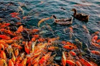 宁静的池塘里，色彩缤纷的锦鲤和鸭子游来游去，一片热闹景象