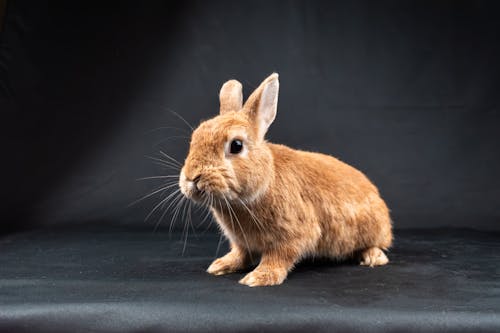 ウサギ, スタジオ撮影, ペットの無料の写真素材