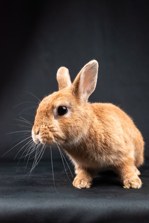 Free Cute rabbit portrait with a black background showcasing its soft fur and curious eyes. Stock Photo