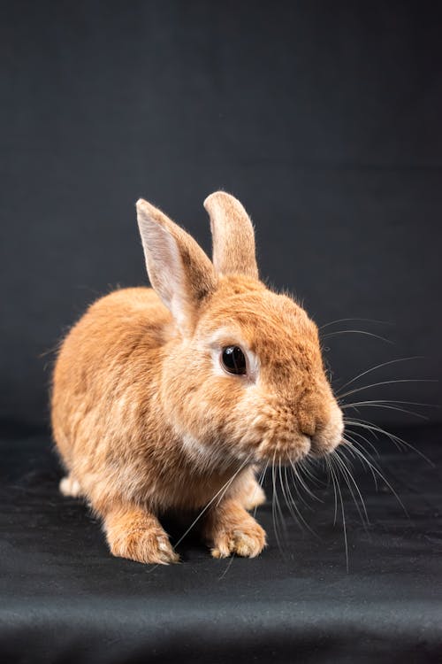 A small brown rabbit sitting on a black background