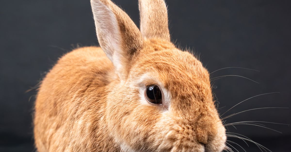 Close up of Pet Rabbit · Free Stock Photo