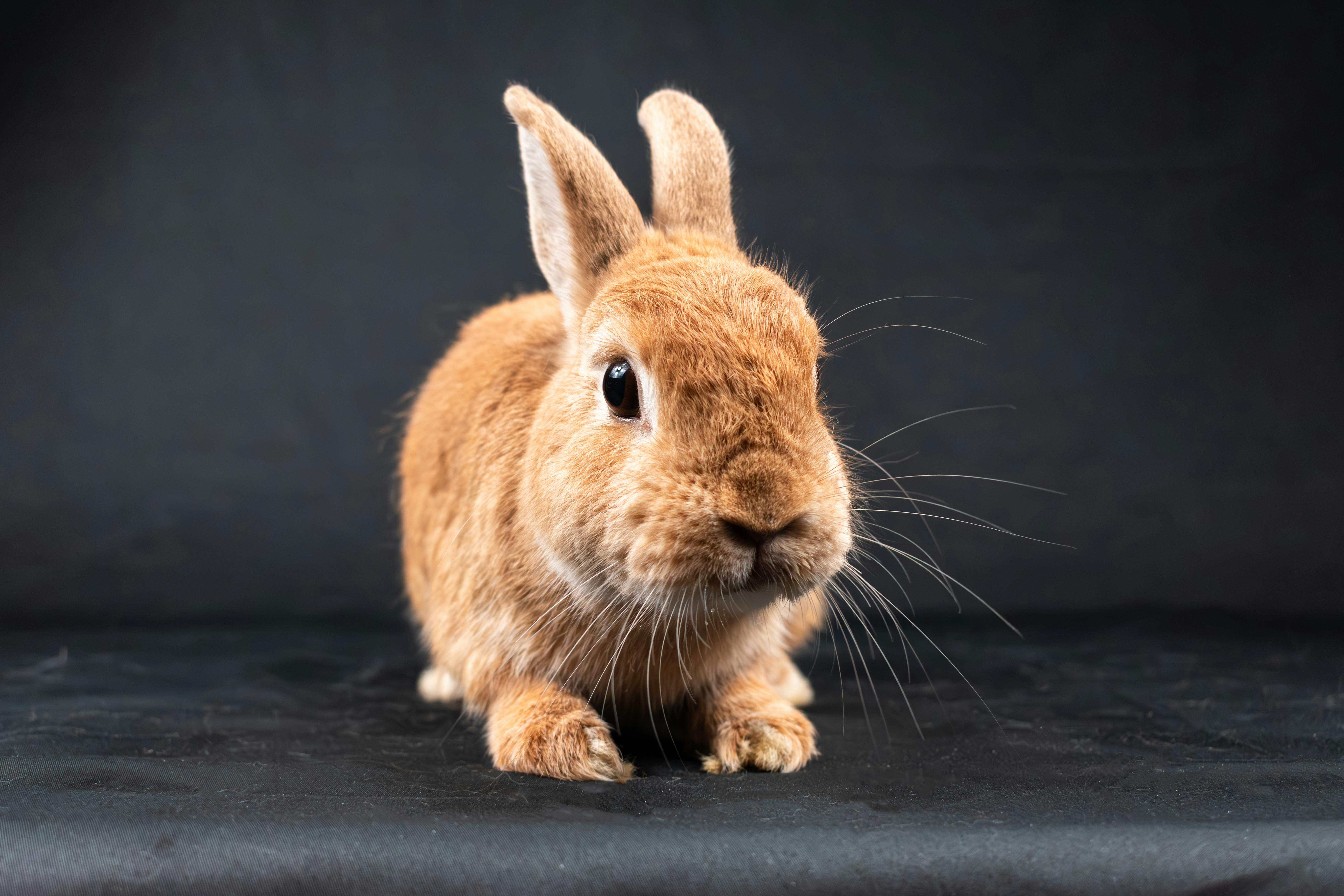 Adorable brown rabbit close-up on black background in studio setting.