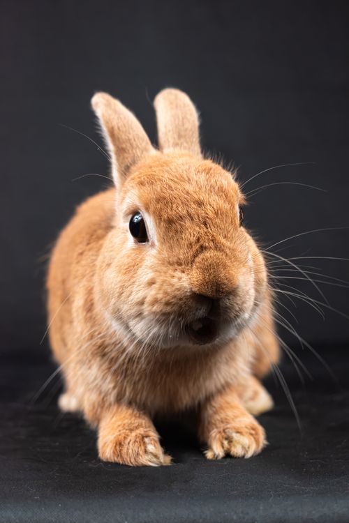 Free Adorable close-up of a brown rabbit with a black background, showcasing its detailed features. Stock Photo