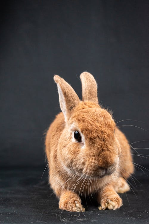 ウサギ, スタジオ撮影, ペットの無料の写真素材
