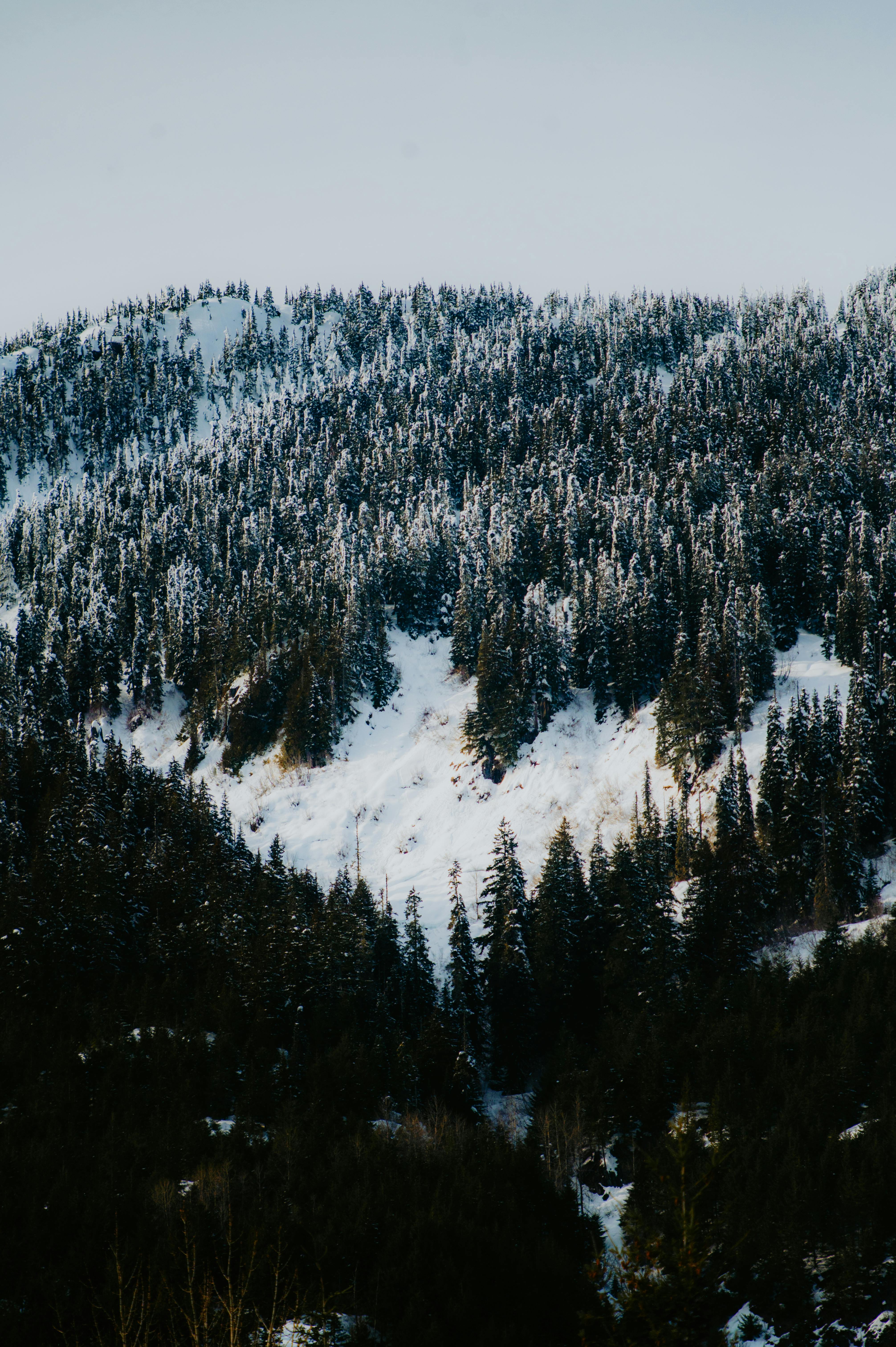 Family Walking in Forest