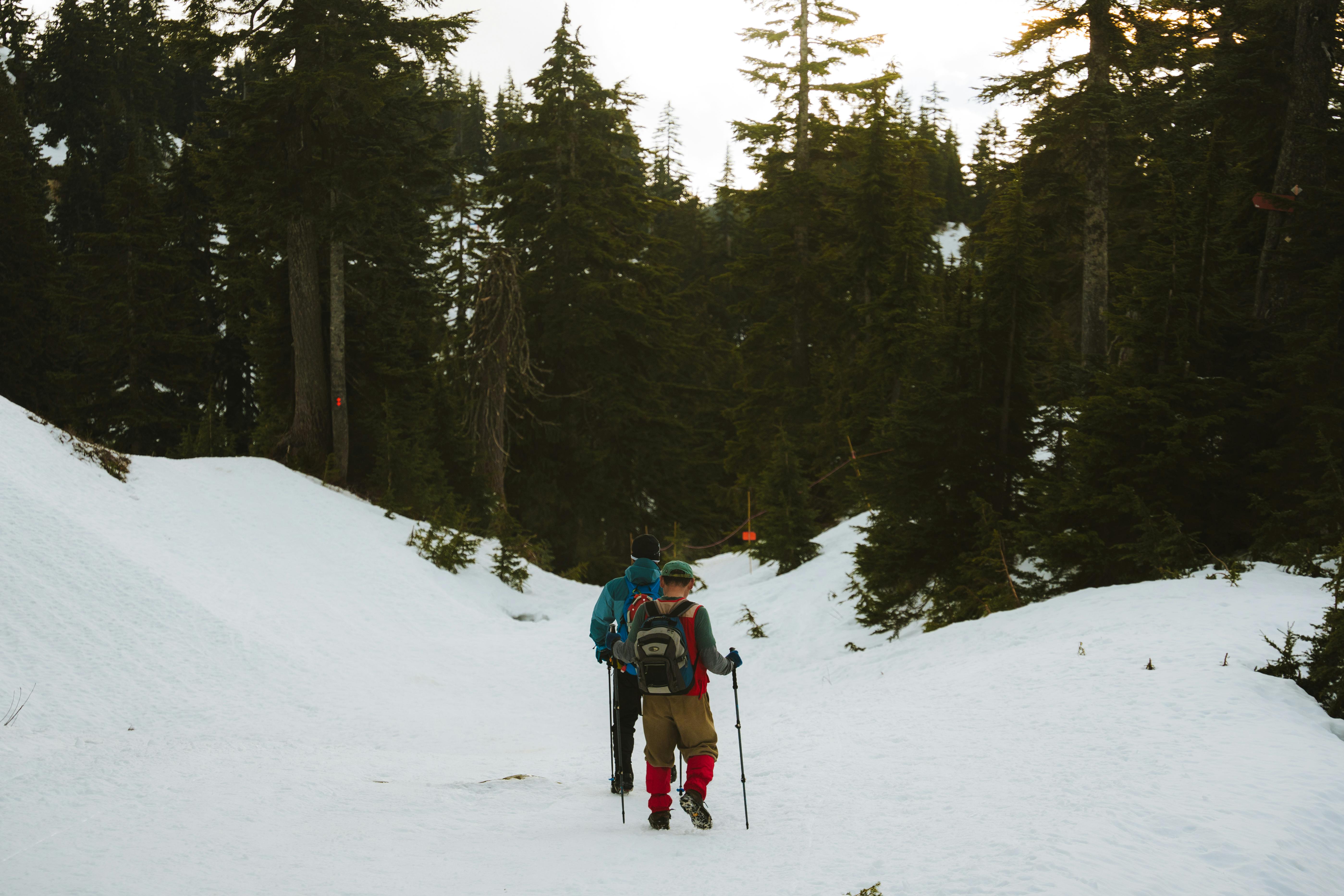 Two hikers traversing a snowy trail through a dense evergreen forest in winter.