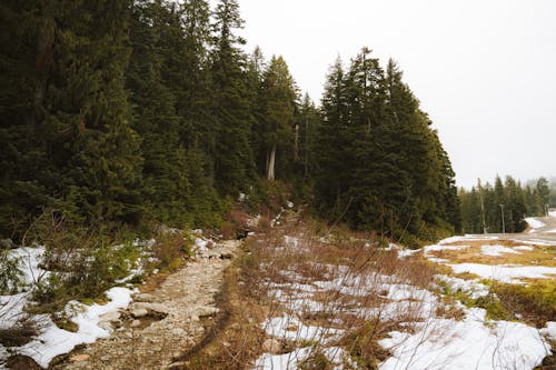 Photos gratuites de arbres, chemin, forêt