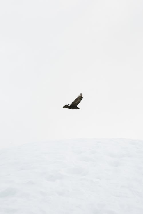 A bird flying over a snowy hill