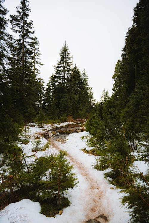 Footpath in Evergreen Forest in Winter