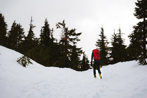 Foto profissional grátis de andando, árvores, aventura