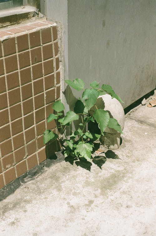 bitki, çekilmiş, dikey atış içeren Ücretsiz stok fotoğraf
