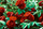 red roses