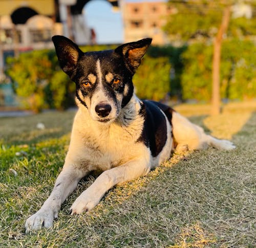 India Stray Dog 