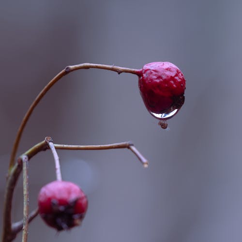 Základová fotografie zdarma na téma chladný, zima