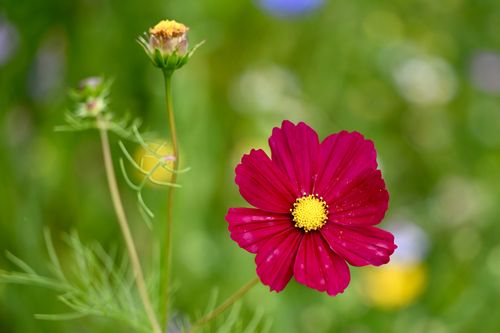 Free Close-up of a bright pink cosmos flower in a lush garden setting, showcasing spring blossoms. Stock Photo