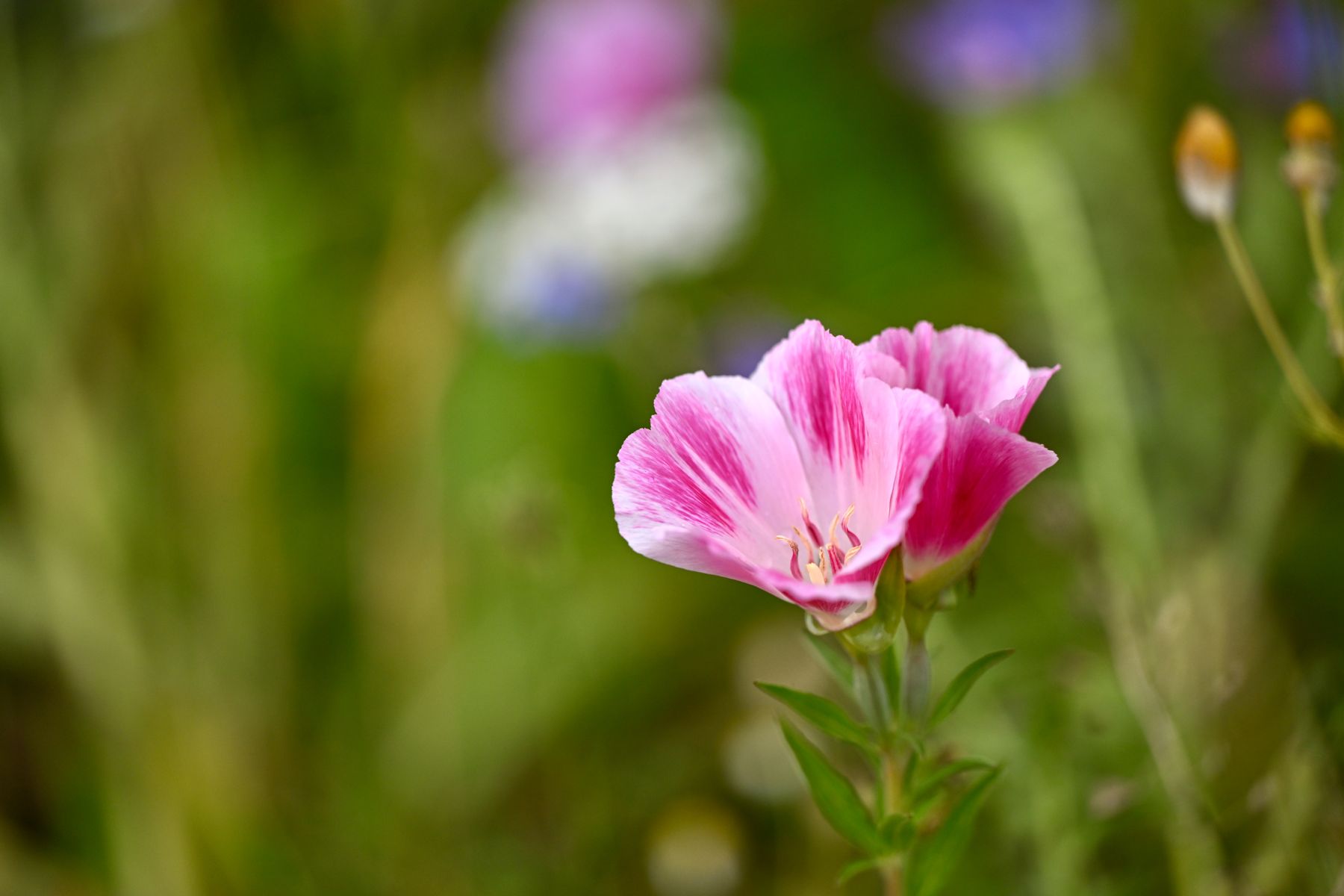 Pink Clarkia flowers blooming in spring Pink Clarkia flowers blooming in spring