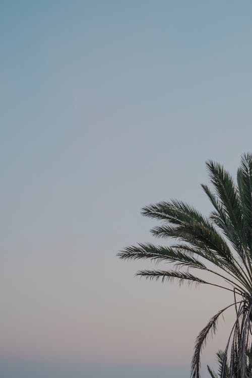 Бесплатное стоковое фото с вертикальный выстрел, восход, голубое небо