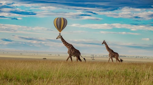 Kostenloses Stock Foto zu ballonsafaris, heißluftballons, serengeti