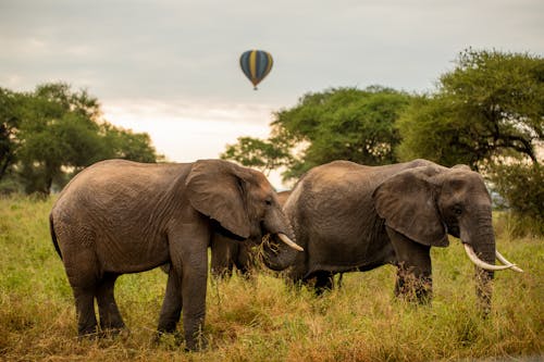Foto d'estoc gratuïta de globus aerostàtics, safaris en globus, Serengueti