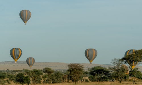 세렝게티, 타랑 기르, 탄자니아의 무료 스톡 사진