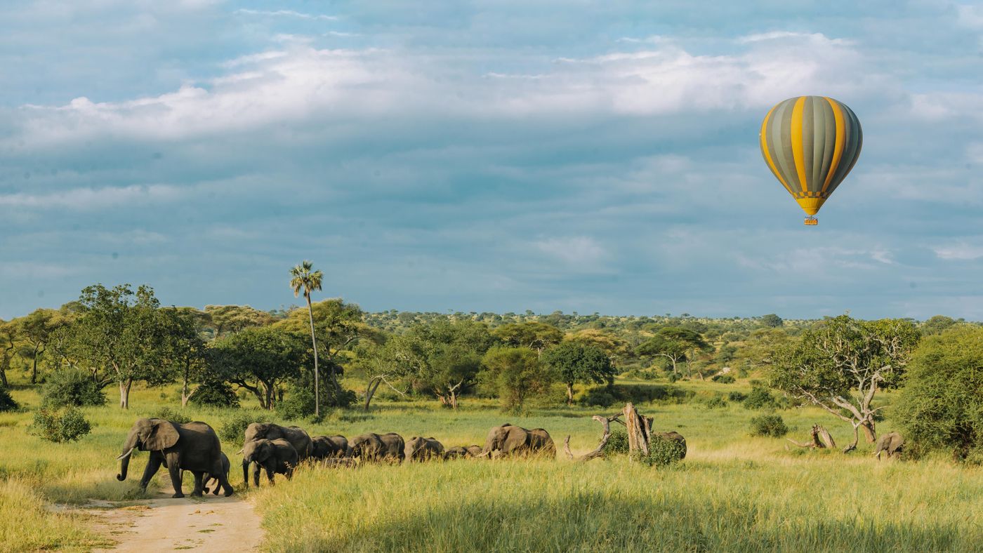 Balloon safari drifting over the elephants at dawn