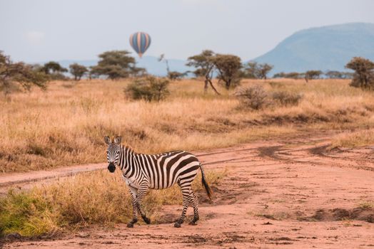 Tarangire elephant herds (dry) — Serengeti