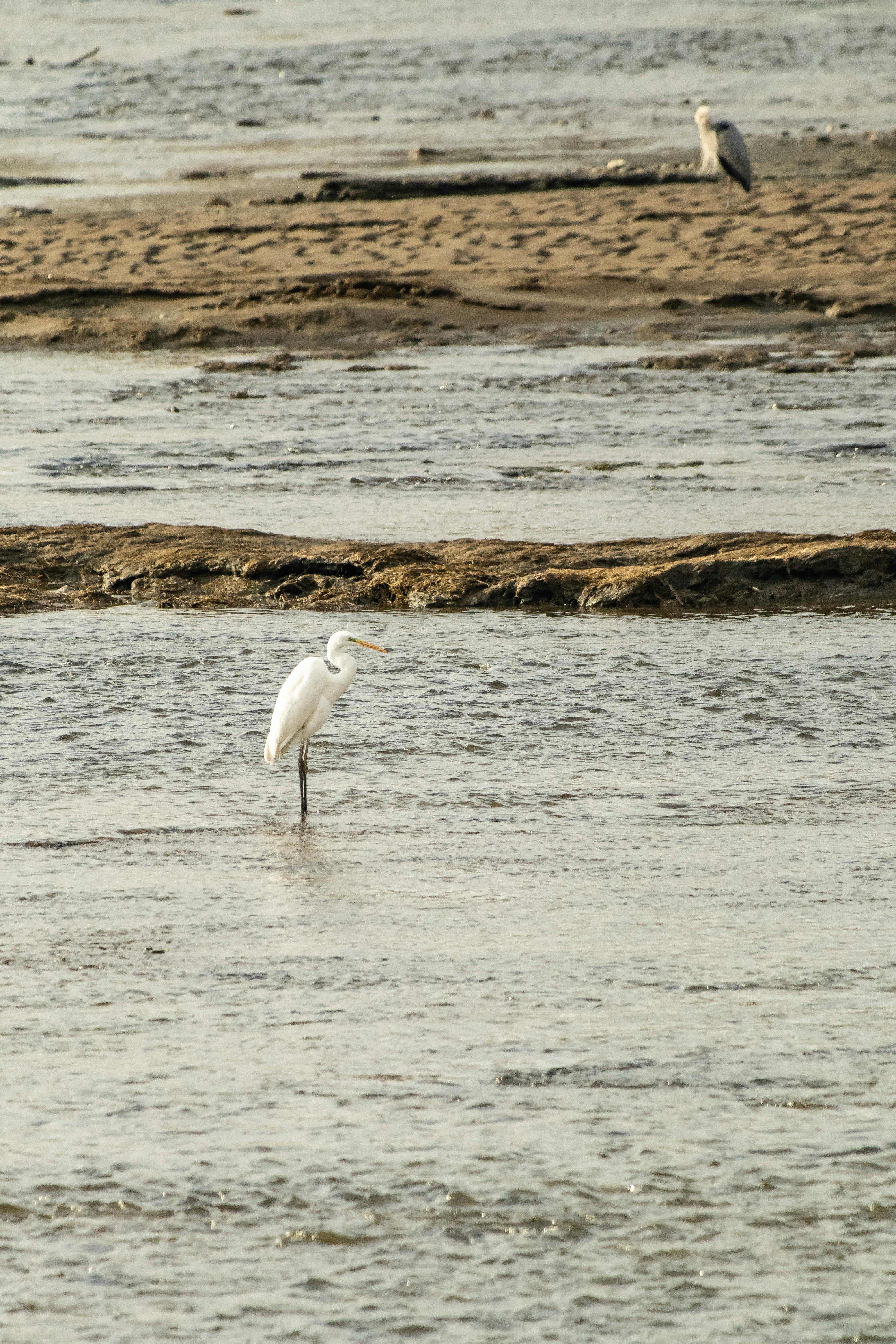 Gratis Fotos de stock gratuitas de agua poco profunda, al aire libre, ardea alba modesta Foto de stock