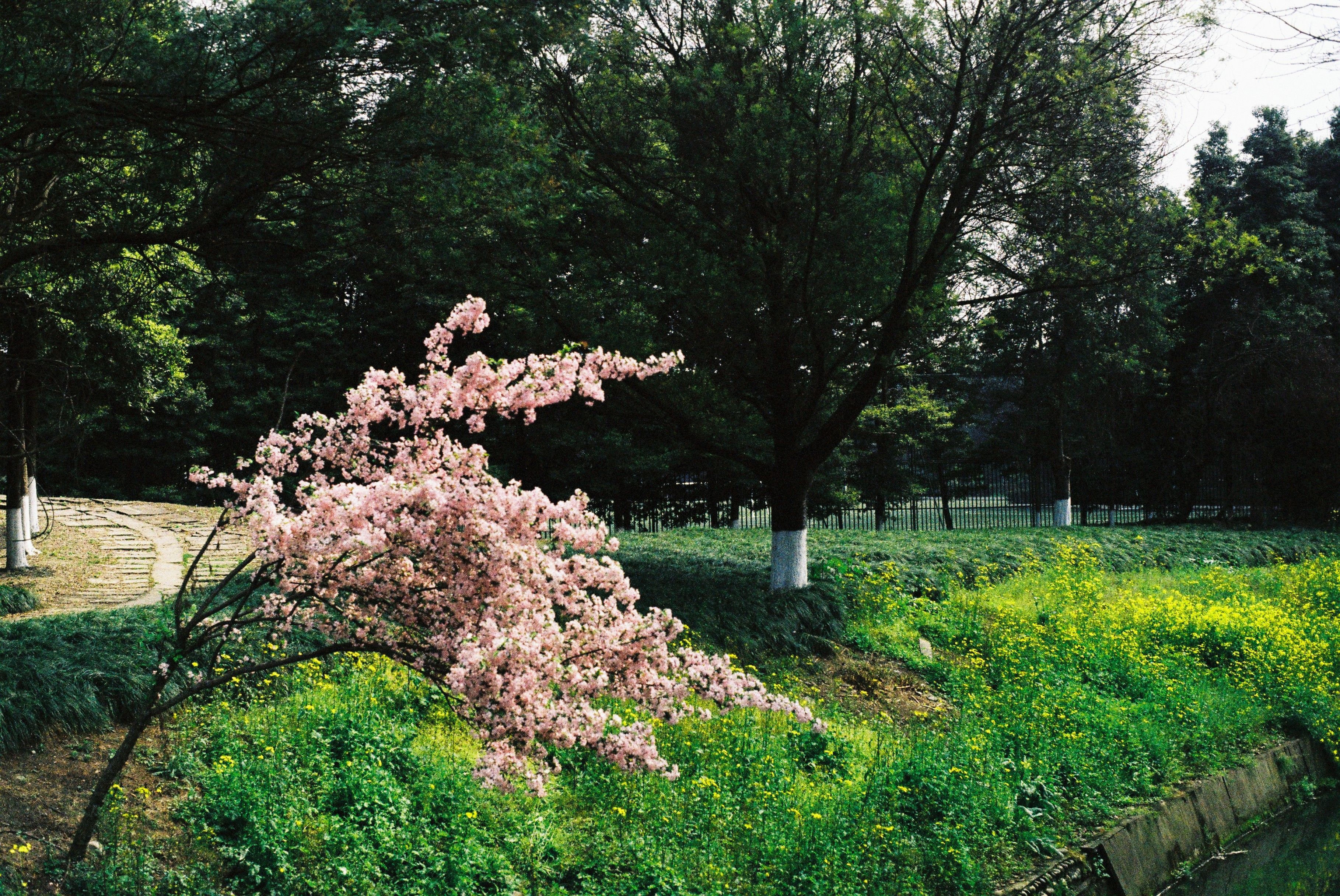 A Park in Spring · Free Stock Photo