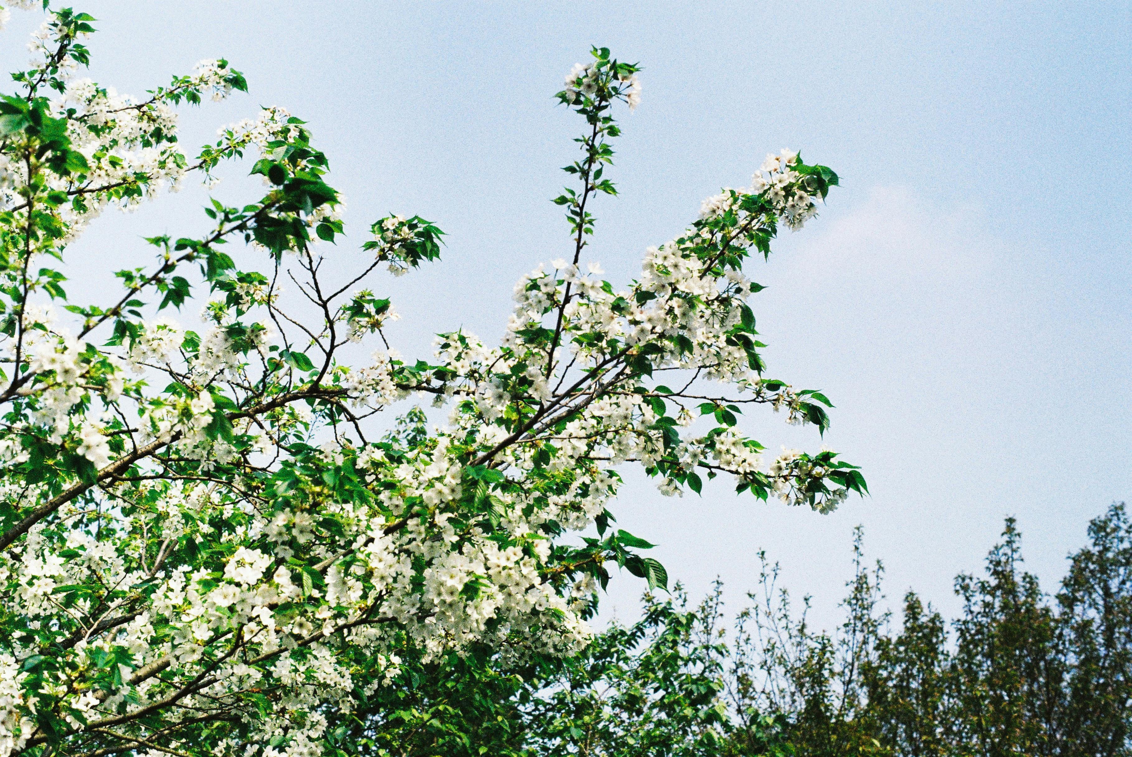 Growth Tree Photos Download The BEST Free Growth Tree Stock Photos Growth Tree Photos Download The BEST Free Growth Tree Stock Photos