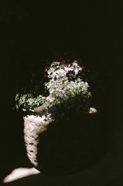 Imagine de stoc gratuită din arbust, cu flori, fotografiere verticală