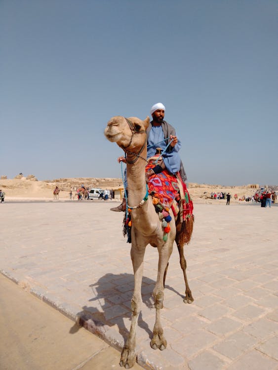 Бесплатное стоковое фото с бедуин, верблюд, вертикальный выстрел