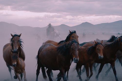 A herd of horses running through the desert