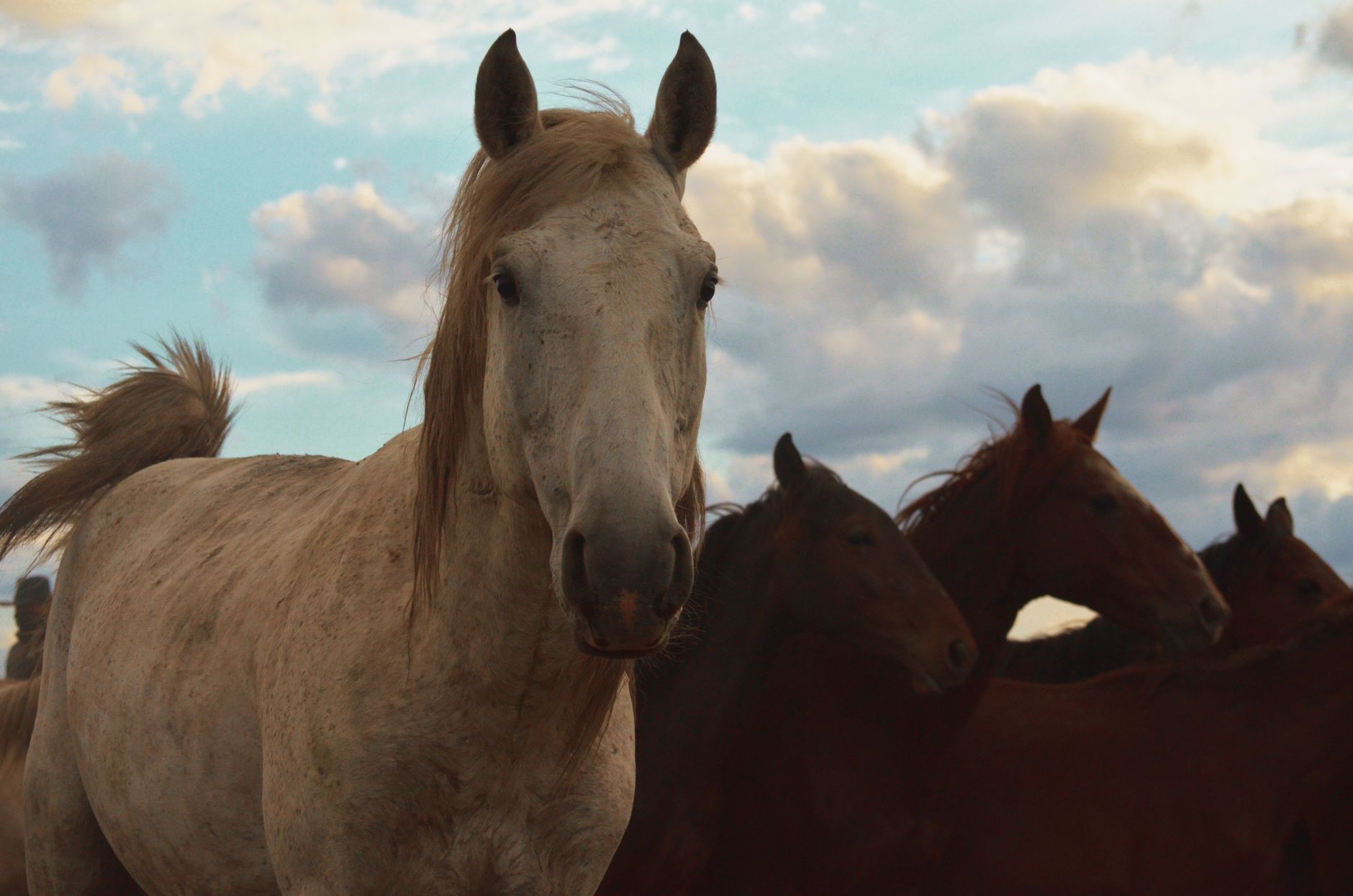 Portrait of a horse at a veterinary clinic