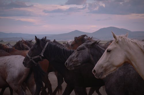 Herd of Horses at Dusk