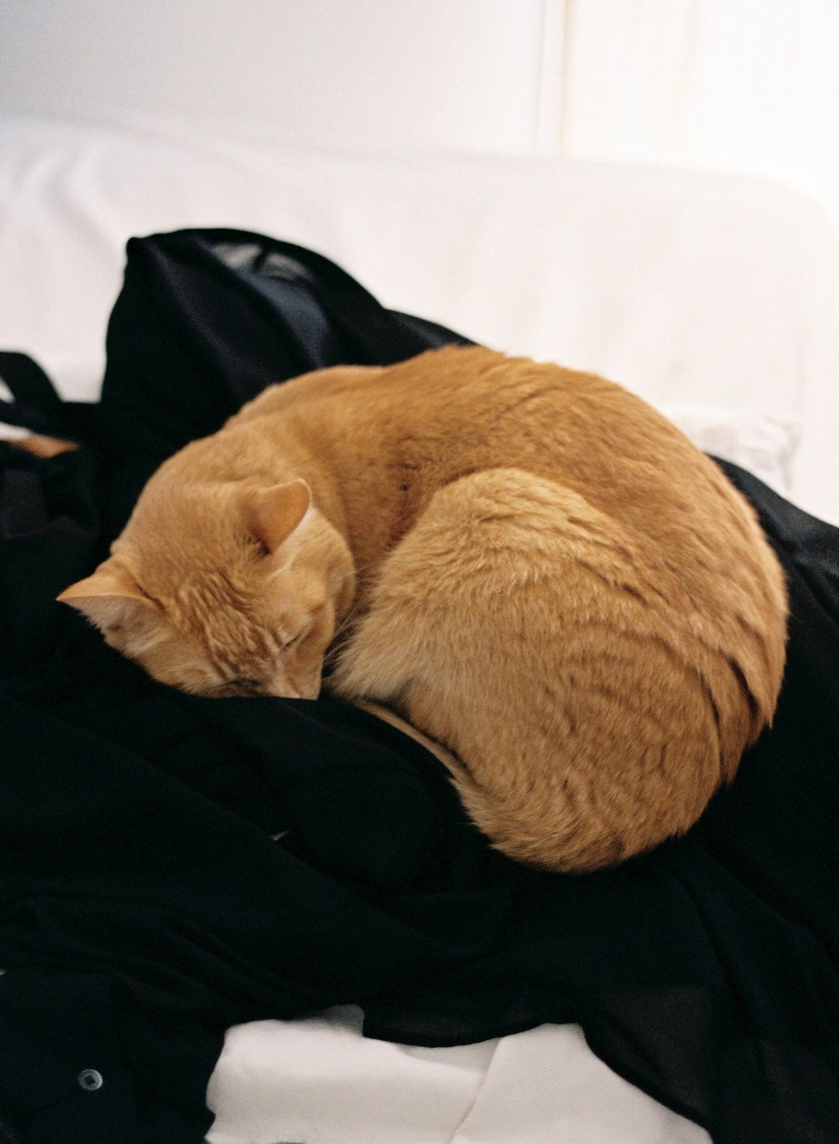 Chat roux profondément endormi, roulé en boule
