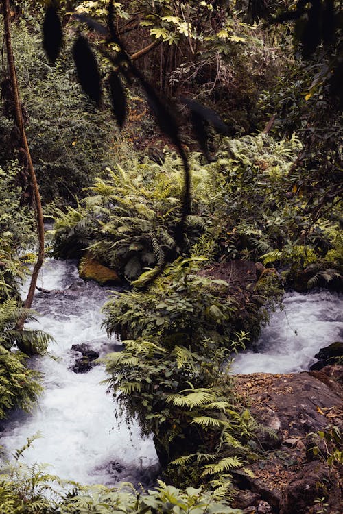 A stream running through the jungle with lush vegetation