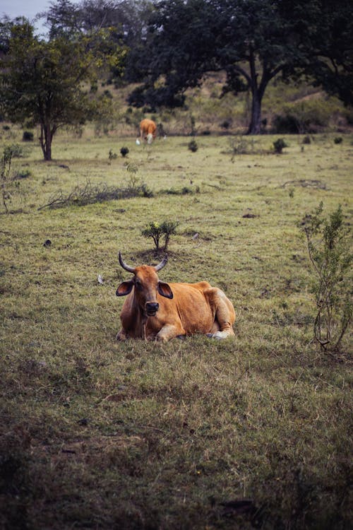 A cow laying down in a field with other cows