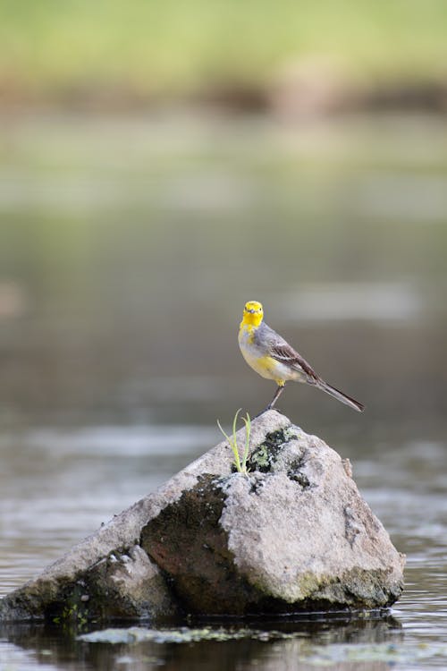 Citrine Wagtail on Rock
