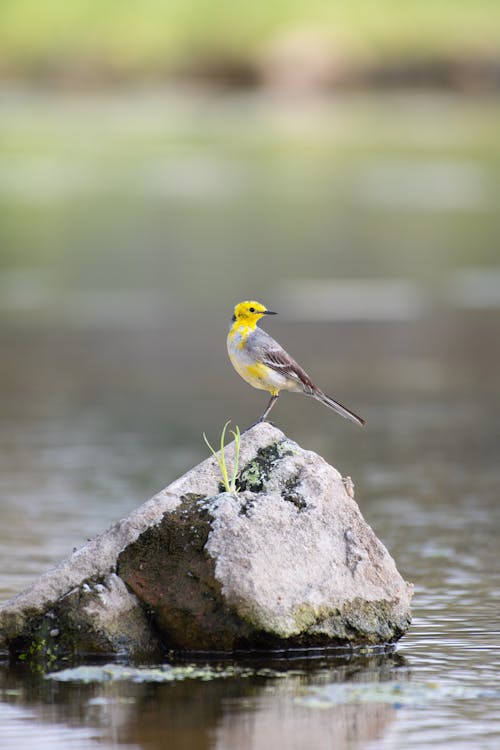 Citrine Wagtail Perching on Rock in River