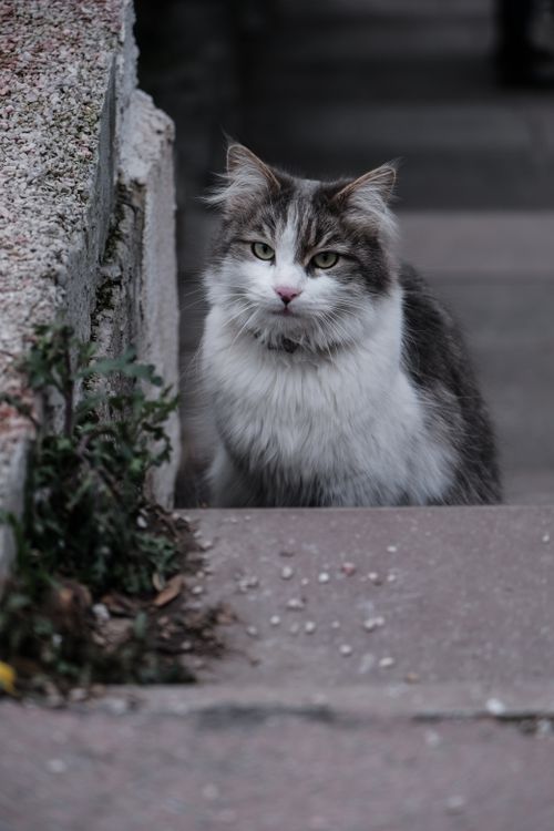 Free A fluffy domestic cat sits on outdoor stone steps, gazing intently. Stock Photo